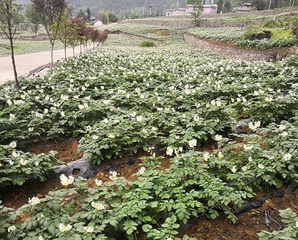 湖北馬鈴薯基地種植